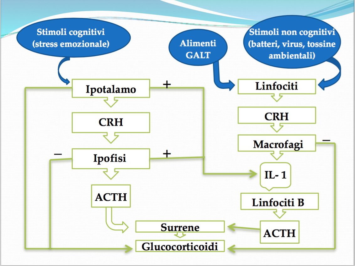 Psiconeuro ● endocrino ● Immunologia SISTEMA ORMONALE METABOLISMO SISTEMA NERVOSO MENTE-PSICHE SISTEMA IMMUNITARIO MATRICE 14. Stimoli cognitivi (stress emozionale) Ipotalamo CRH Ipofisi ACTH Surrene Glucocorticoidi _ Linfociti CRH Macrofagi IL- 1 Linfociti B ACTH + + Alimenti GALT Stimoli non cognitivi (batteri, virus, tossine ambientali) _ 15. Citochine-mediatori tra le cellule ● Classe eterogenea di proteine secretorie prodotte da diversi tipi di cellule con la funzione di modificare il comportamento di altre cellule ● Azione: ● Autocrina ● Paracrina ● Endocrina ● Azioni delle citochine: ● Sistema immunitario- cellulare-umorale ● Regolare emopoiesi ● Controllo proliferazione e differenzazione cellulare ● Modulare la guarigione