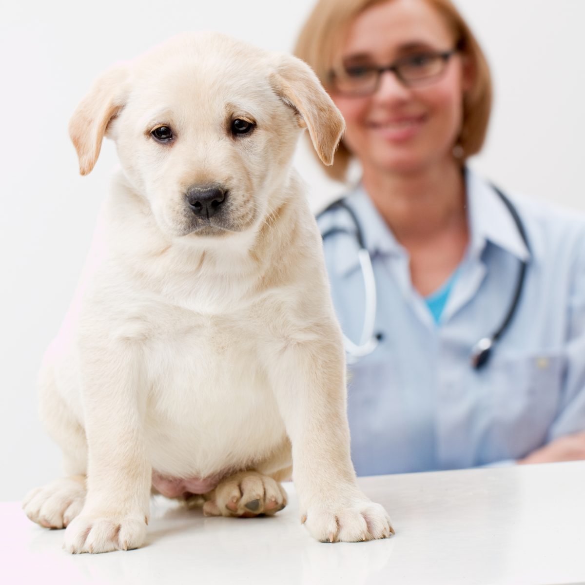 Microimmunoterapia in medicina veterinaria