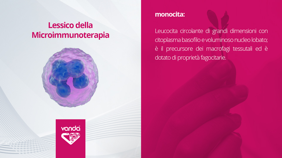 Microimmunoterapia Monocita