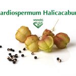 Cardiospermum Halicacabum.