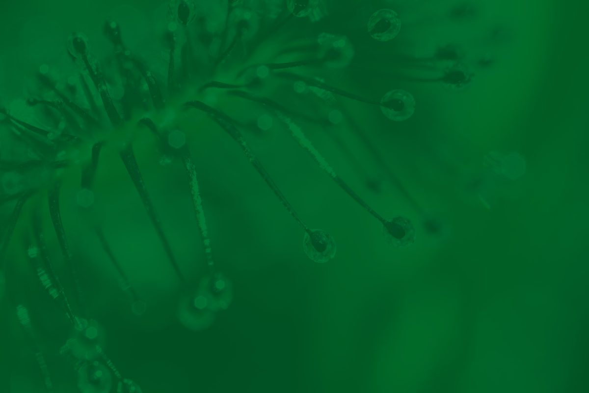 Drosera rimedio omeopatico per la tosse