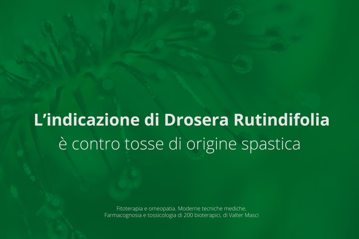 Drosera rotundifolia contro la tosse spastica