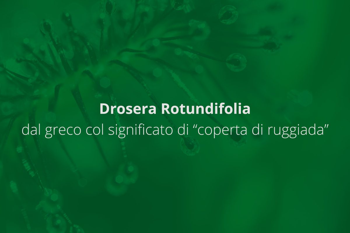 drosera etimologia