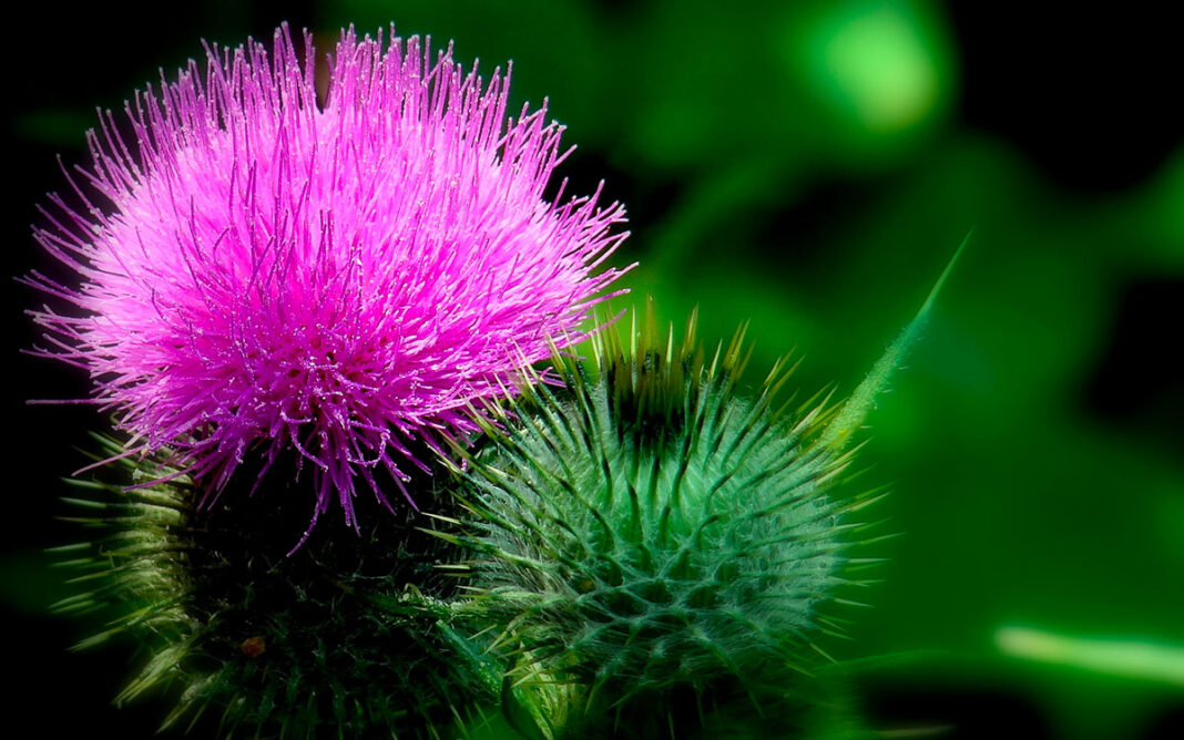 Fiore di Cardo Mariano in primo piano