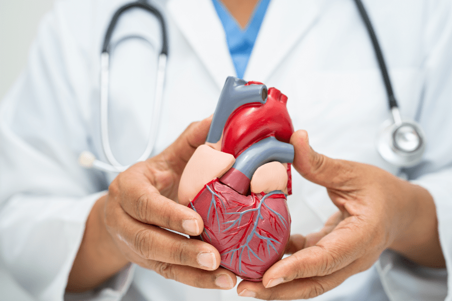 Medico che tiene in mano la riproduzione di un cuore umano. Simbolo delle statine e dei danni che possono creare, come lo sviluppo di insulino resistenza.